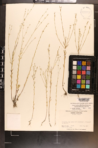 Linum medium var. texanum image