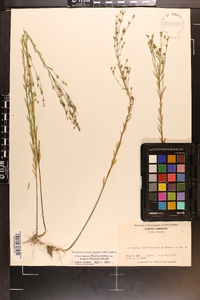 Linum medium var. texanum image