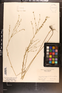 Linum medium var. texanum image