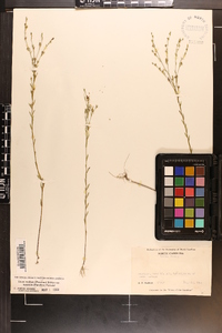 Linum medium var. texanum image