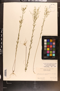 Linum medium var. texanum image