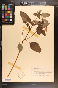 Impatiens biflora image