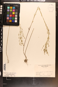 Linum medium var. texanum image