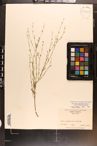 Linum medium var. texanum image