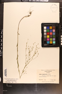 Linum medium var. texanum image