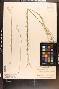 Linum medium var. texanum image