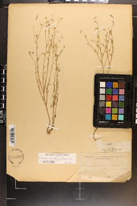 Linum medium var. texanum image