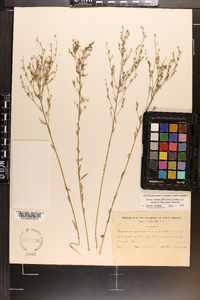 Linum medium var. texanum image