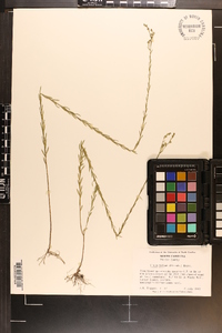 Linum medium var. texanum image