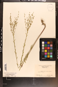 Linum medium var. texanum image