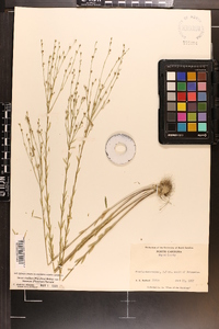 Linum medium var. texanum image