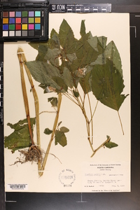 Impatiens pallida image