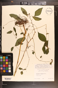 Impatiens pallida image