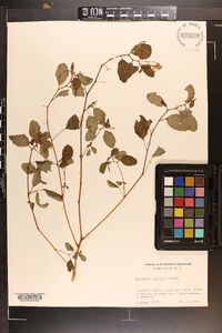 Impatiens pallida image