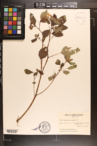 Impatiens biflora image