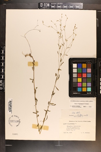 Linum virginianum image