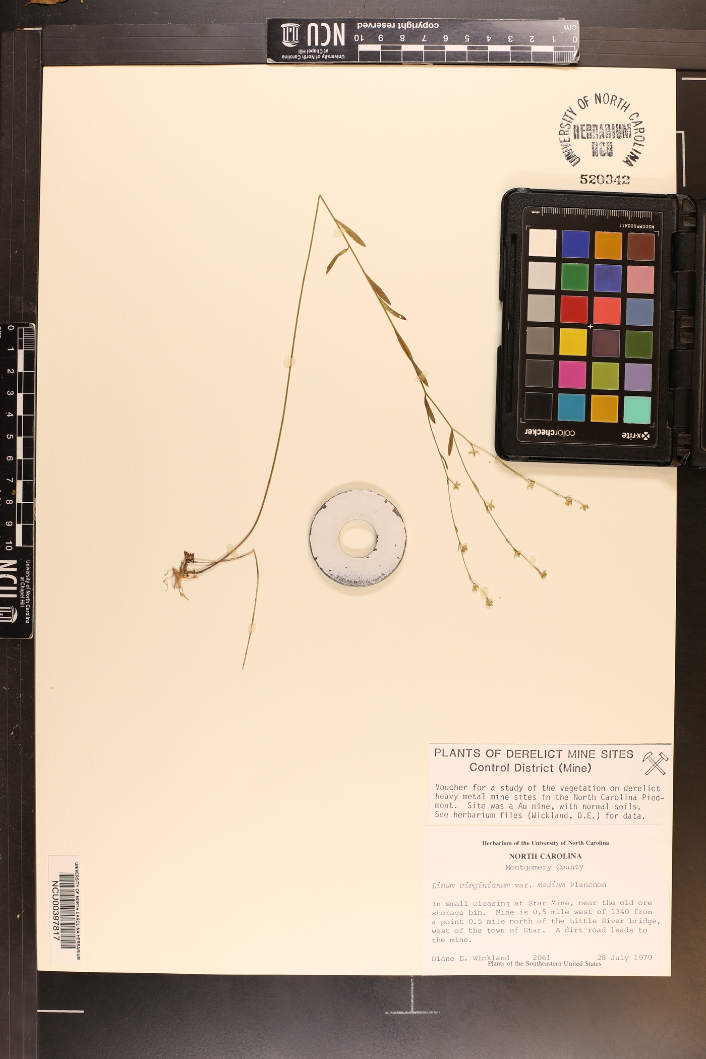 Linum virginianum image