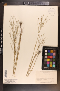 Linum medium var. texanum image