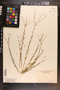 Linum medium var. texanum image