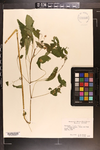 Impatiens biflora image