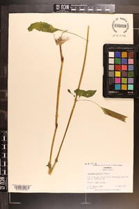 Impatiens pallida image