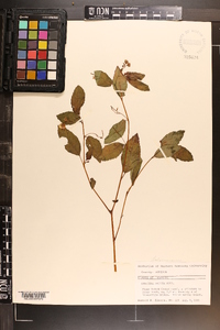 Impatiens pallida image