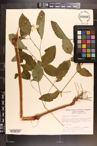 Impatiens pallida image