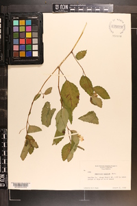 Impatiens pallida image