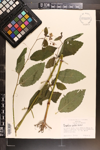 Impatiens pallida image