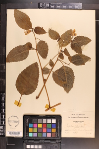 Impatiens pallida image