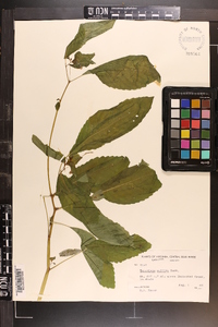 Impatiens pallida image