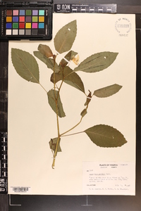 Impatiens pallida image