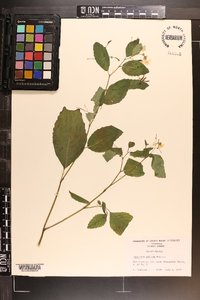 Impatiens pallida image