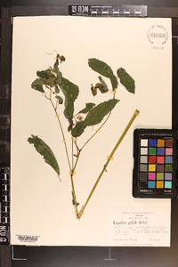 Impatiens pallida image