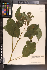 Impatiens pallida image