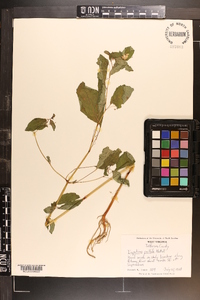 Impatiens pallida image