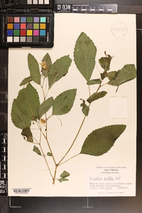 Impatiens pallida image