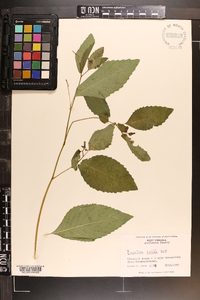 Impatiens pallida image