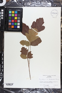 Toxicodendron pubescens image