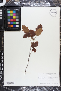 Toxicodendron pubescens image