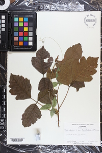 Toxicodendron pubescens image