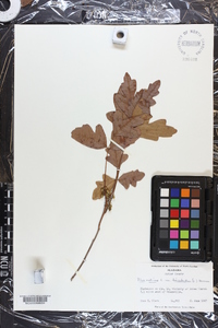 Toxicodendron pubescens image