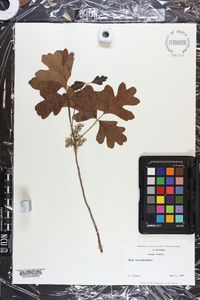 Toxicodendron pubescens image