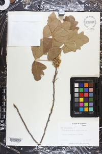 Toxicodendron pubescens image