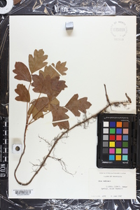 Toxicodendron pubescens image