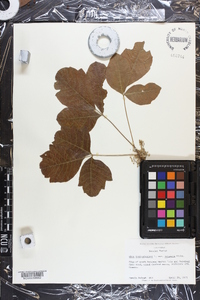 Toxicodendron pubescens image