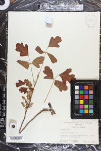 Toxicodendron pubescens image