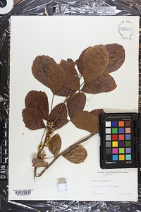 Toxicodendron pubescens image