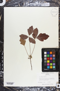 Toxicodendron pubescens image