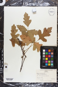 Toxicodendron pubescens image